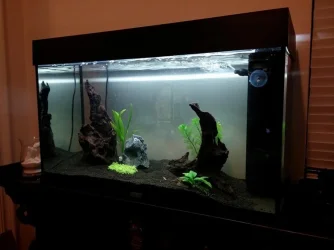 fish tank edit.webp