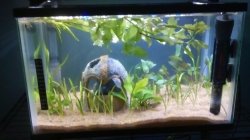 Aedan's new tank.jpg