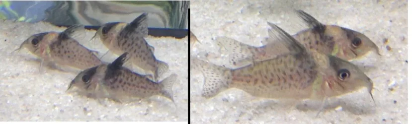 cory3.webp
