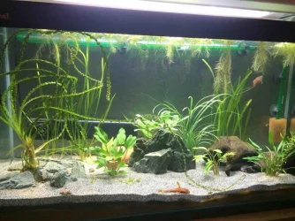 New tank setup.webp