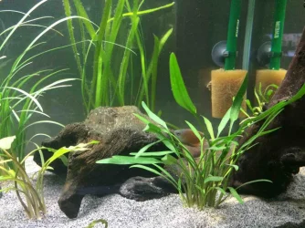 New tank setup Male G.webp