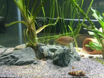 New tank setup Female G.webp