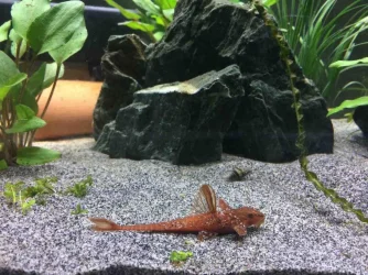 Whiptail Catfish.webp