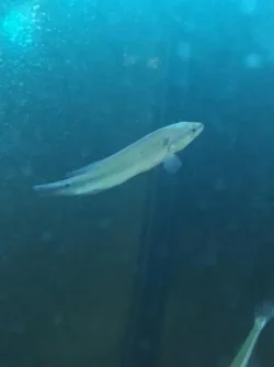 pike.webp