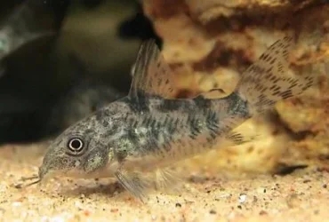 Corydoras paleatus2.webp