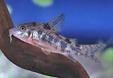 Corydoras paleatus3.webp