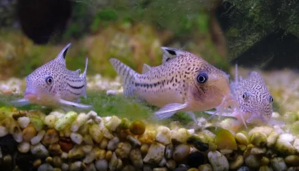 catfish1900.webp