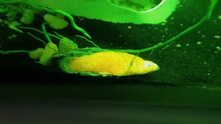 Diseased fish.webp