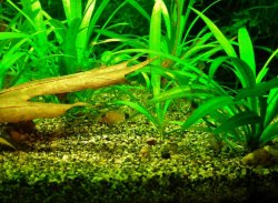 Corydoras panda fry (1).JPG