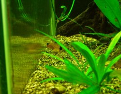 Corydoras panda fry (2).JPG