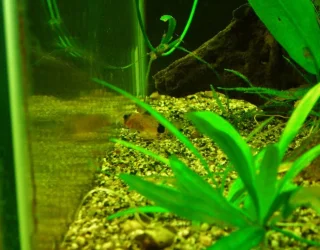 Corydoras panda fry (2).webp