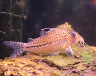 catfish3.webp
