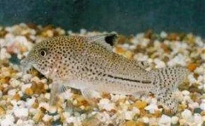 Corydoras julii3.webp