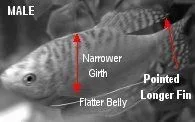 maleGourami.webp