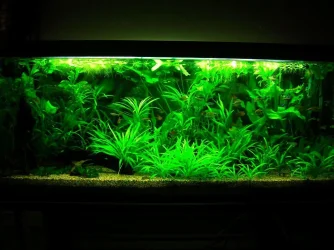 115g June 27-11.webp