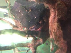 IMG_0782.JPG IMG_0782.JPG