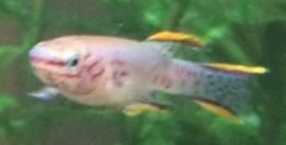 killifish.JPG