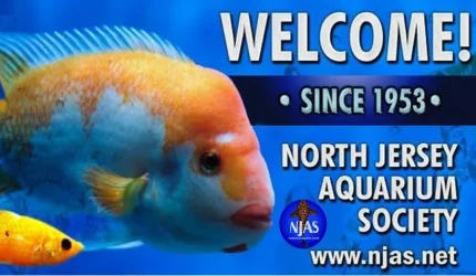 website cover.webp