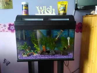 fish tank.webp
