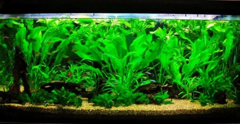 115g June 3-10.webp