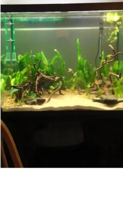 Tank4.webp