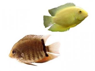 severum2.jpg