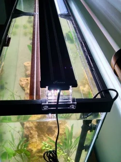 tank hood.webp