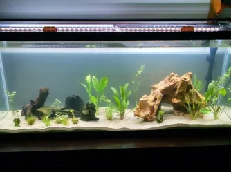 tank.webp