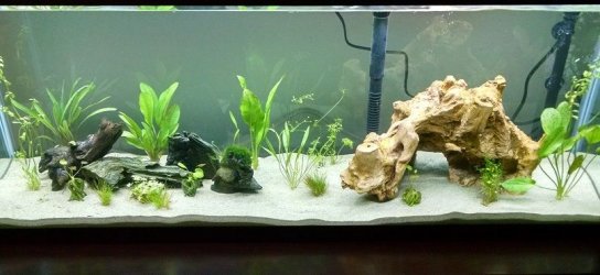 55g tank.jpg