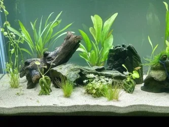 55g tank left.webp