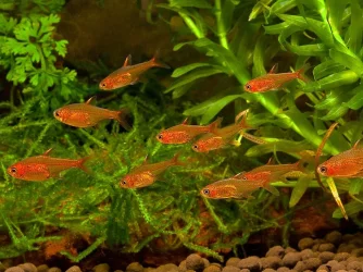 aa ember tetra.webp