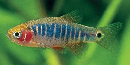 aa emerald dwarf rasbora.webp