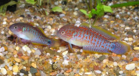 aa peacock gudgeon.jpg