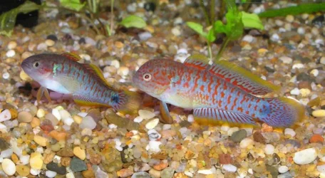 aa peacock gudgeon.webp