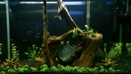 tank1.webp