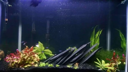 tank2.webp