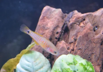 PG female.webp