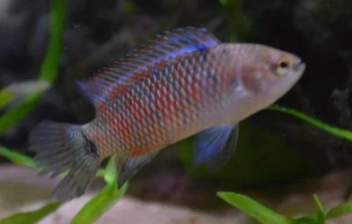Badis beta.webp