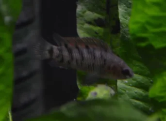 Badis female.webp