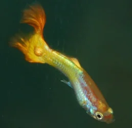guppy2.webp