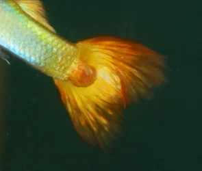 guppy3.webp