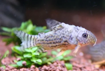 cory 2.webp