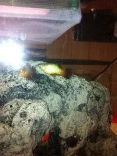 platy_tail_small.webp