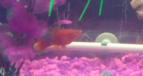 WIN_20160309_210115 (2).webp