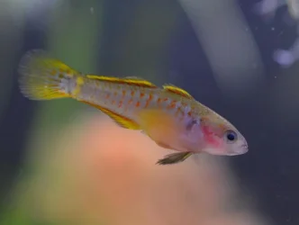 female gudgeon.webp