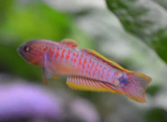 Male Gudgeon.webp
