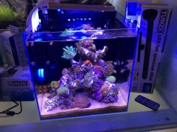 Pico Nano Tank l 5 Gallon Tropical Fish Forums