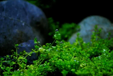 DSC_0699.webp