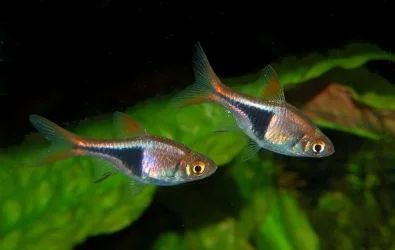 Trigonostigma heteromorpha2.webp