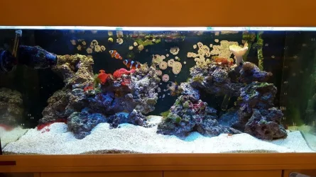 tank2.webp